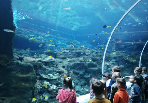 Dzieciz grupy zielonej w Orientarium obserwują ogromne akwarium i pływające w nim stworzenia