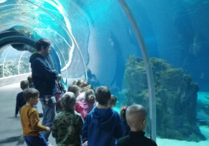 Dzieci z grupy zielonej w tuneli z wodą, dzieci obserwują stworzenia w wodzie.