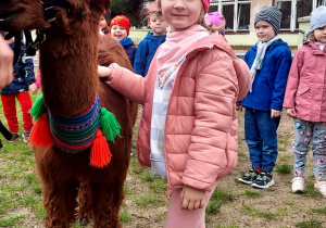 Na zdjęciu dziewczynka z grupy fioletowej stoi w ogrodzie przedszkolnym obok dziewczynki stoi brązowa alpaka