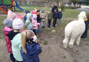 Na zdjęciu dzieci z grupy zielonej stoją w półkole w ogrodzie przedszkolnym przed dziećmi stoi jasna alpaka