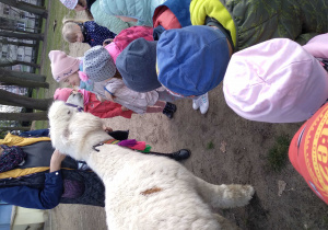 Na zdjęciu dzieci z grupy zielonej stoją w półkole w ogrodzie przedszkolnym przed dziećmi stoi jasna alpaka, która zjada marchewkę z ust dziewczynki