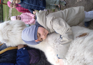 Na zdjęciu chłopiec z grupy zielonej przytula się do jasnej alpaki