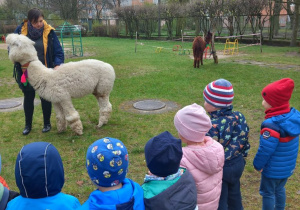 Dzieci stoją w ogrodzie przedszkolnym wokół białej alpaki. Słuchają opowieści o zwierzętach od ich opiekunki. W tle widać alpakę brązową