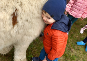 Chłopiec przytula się do boku białej alpaki.