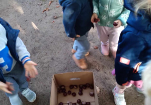 Na zdjęciu dzieci z grupy żółtej podczas zbierania kasztanów w ogrodzie przedszkolnym