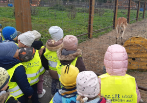 Dzieci ubrane w żółte, odblaskowe kamizelki stoją przy ogrodzeniu, za którym znajduje się brązowy kangur.
