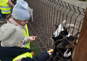Dwie dziewczynki stoją przy ogrodzeniu i karmią kawałkami marchewki dwie czarno-białe kozy.