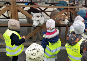 Dzieci w żółtych, odblaskowych kamizelkach stoją przy ogrodzeniu, za którym są dwie alpaki: biała i brązowa.