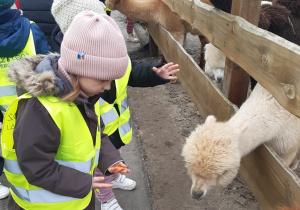 Dziewczynka w żółtej kamizelce trzyma w ręku kawałek marchewki. Przed dziewczynką stoi biała alpaka.