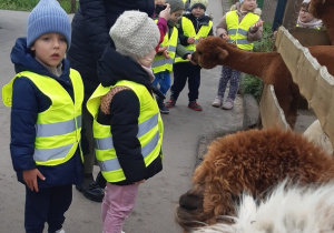 Dzieci ubrane w żółte kamizelki stoją przed ogrodzeniem z brązowymi i białymi alpakami.