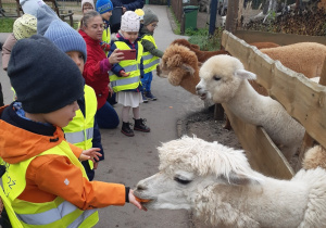 Dzieci karmią marchewkami dwie białe i dwie brązowe alpaki.